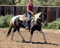 built-paint-pony