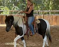 buy-paint-pony