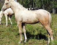arab-cross-half-arabian-horse