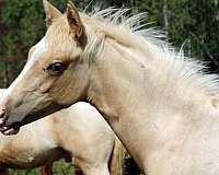 available-half-arabian-horse
