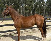 sorrel-morgan-gelding