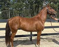 sorrel-gelding-for-sale
