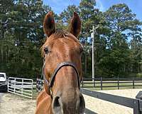 15-hand-morgan-gelding