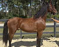 bay-overo-dutch-warmblood-gelding