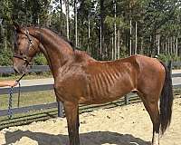bay-overo-dutch-warmblood-for-sale