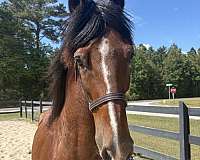bay-overo-dutch-warmblood-horse