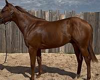 calf-roping-quarter-horse