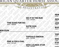 heel-quarter-horse
