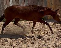 ranch-quarter-horse