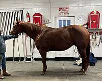 youth-halter-quarter-horse
