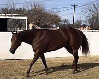 breeding-trust-quarter-horse