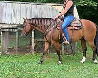 ranch-pony-quarter
