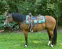 all-around-quarter-pony