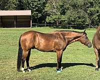 ranch-versatility-quarter-pony