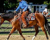 ranch-work-quarter-pony