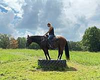 performance-quarter-pony