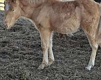 champagne-ptha-colt