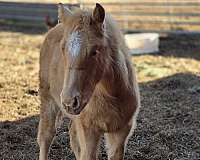 champagne-ptha-horse