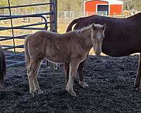 creek-draft-horse