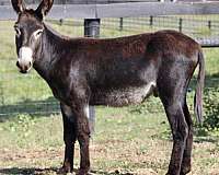companion-pack-donkey