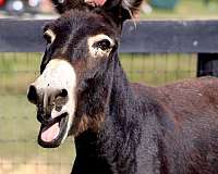 black-companion-pack-horse