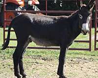 companion-pack-stallion