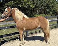job-haflinger-horse