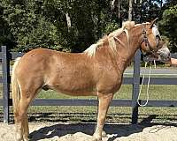 schooled-haflinger-horse