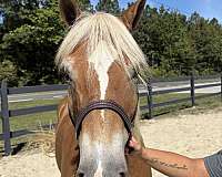 schooling-haflinger-horse