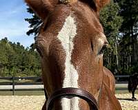 been-there-done-that-belgian-horse