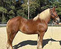 safe-for-anyone-belgian-horse