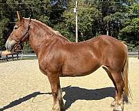 sense-belgian-horse