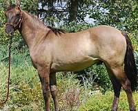 ameritano-azteca-horse