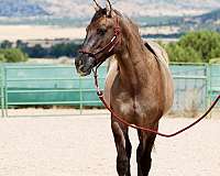 foundation-qh-azteca-horse