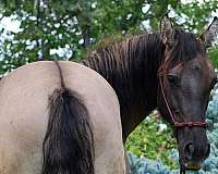 utah-azteca-horse