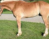 athletic-draft-horse
