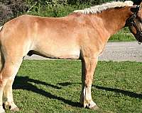all-around-draft-horse