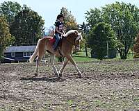 barrel-draft-horse