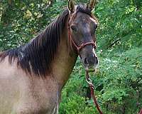 luistano-cross-azteca-horse
