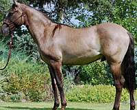 grulla-gelding-azteca-horse