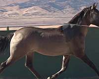 vaquero-azteca-horse