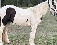 piebald-filly-yearling-for-sale