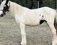 piebald-filly-yearling