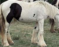 blue-eyed-gypsy-vanner-horse