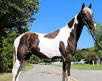 horse-for-sael-filly