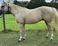 few-brown-paint-patches-horse