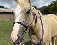 palomino-few-brown-paint-patches-horse