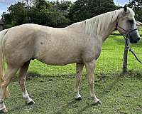 cow-working-horse-quarter