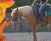 cowboy-mounted-shooting-quarter-horse