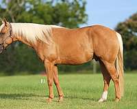 all-around-quarter-horse